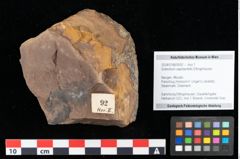 Foto (Objekt + Etikett) von Sclerotium sapotacitidis Ettingshausen (NHMW-GEO-2024-0188-0092)